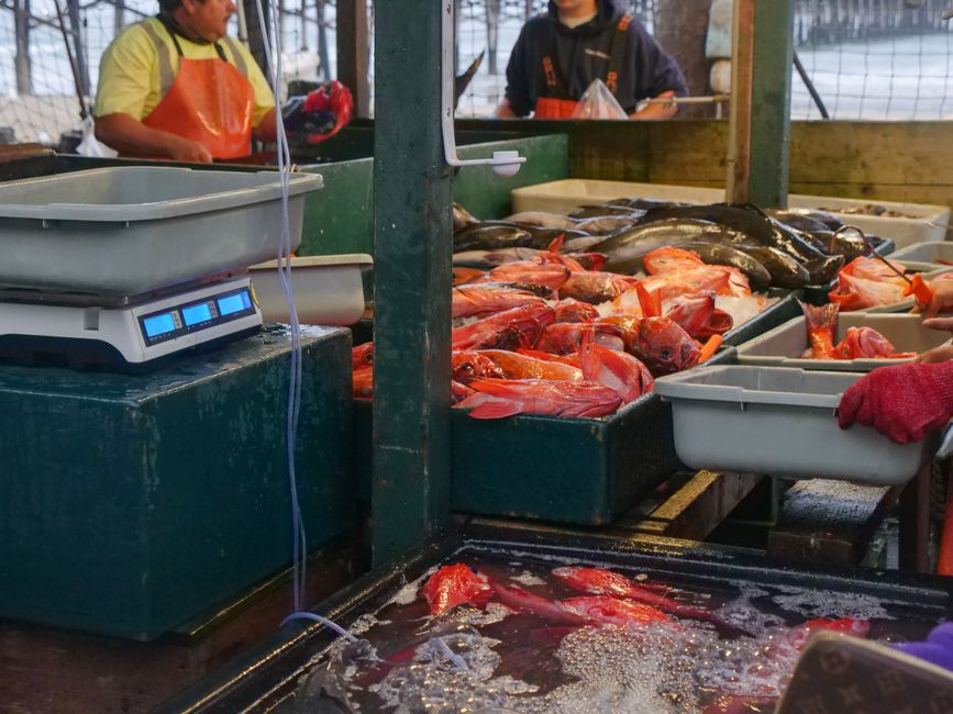 Buying Fresh Fish: Shopping and Prep Tips