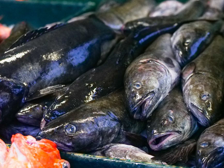 Cod And Haddock: Common Mistakes to Avoid
