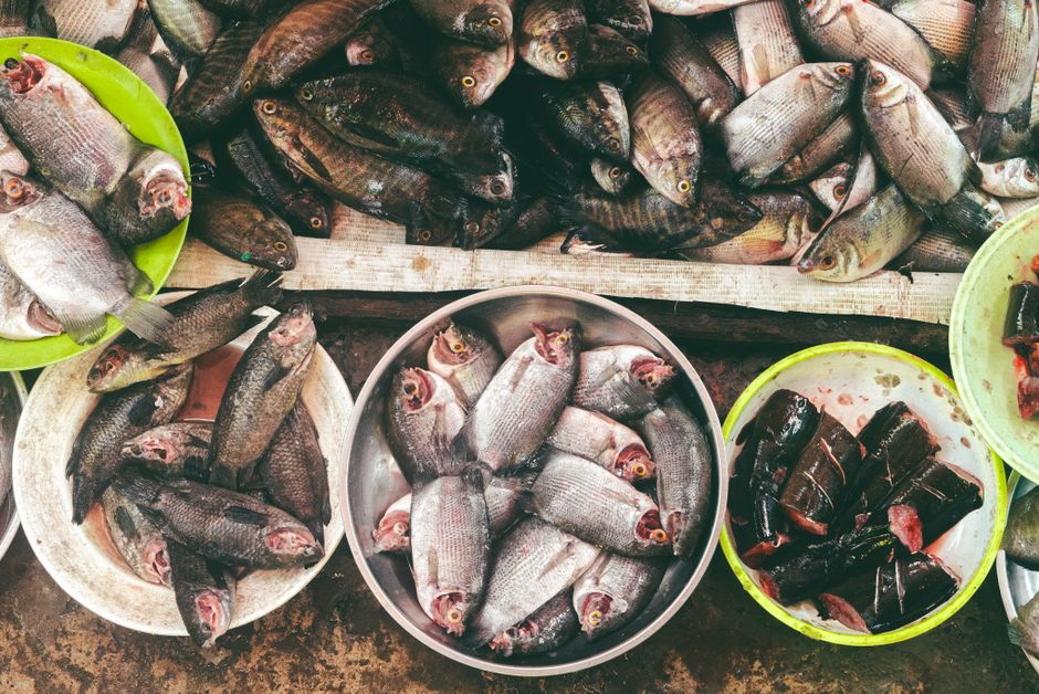 Rainbow Trout: Step by Step