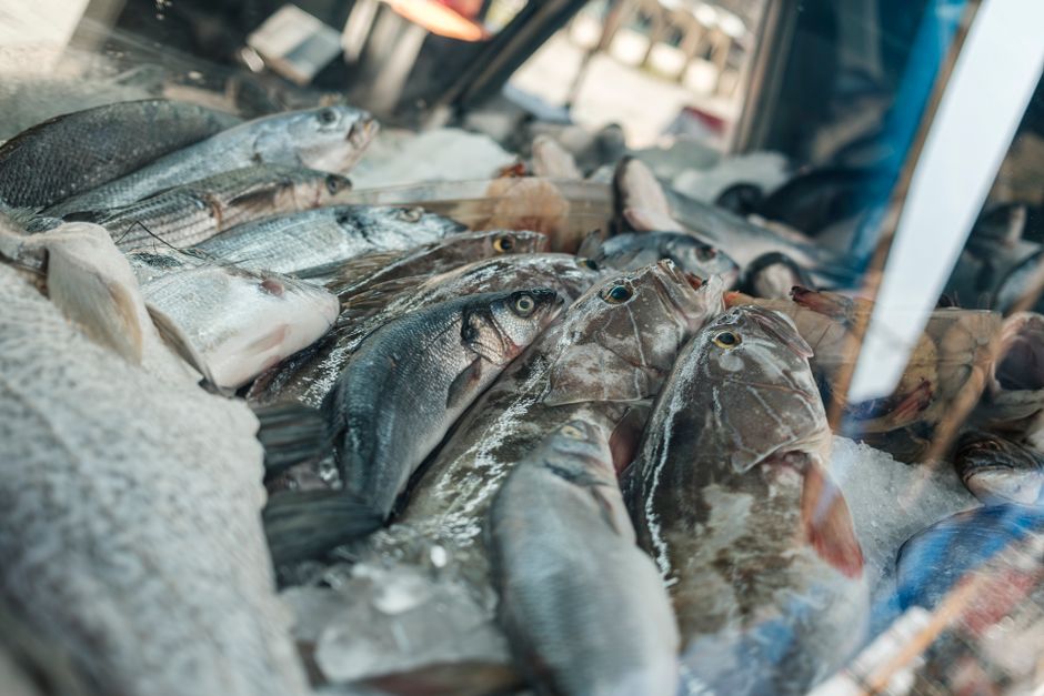 Salmon Varieties: A Beginner's Guide