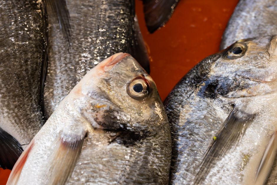 Sardines And Anchovies: Step by Step
