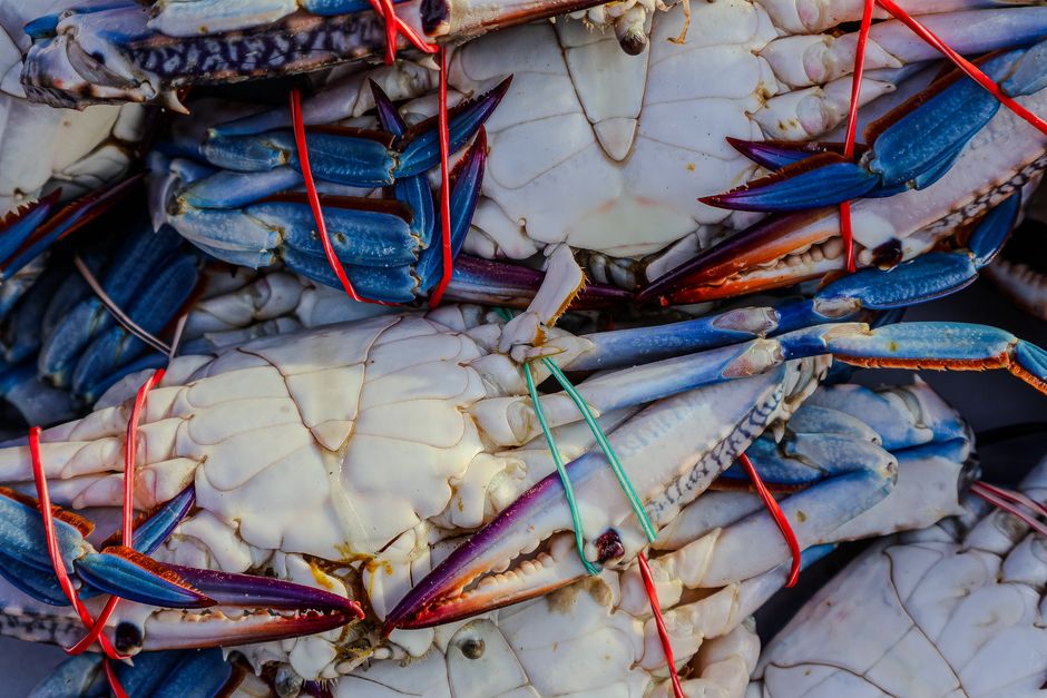 Searing Sea Scallops: A Beginner's Guide