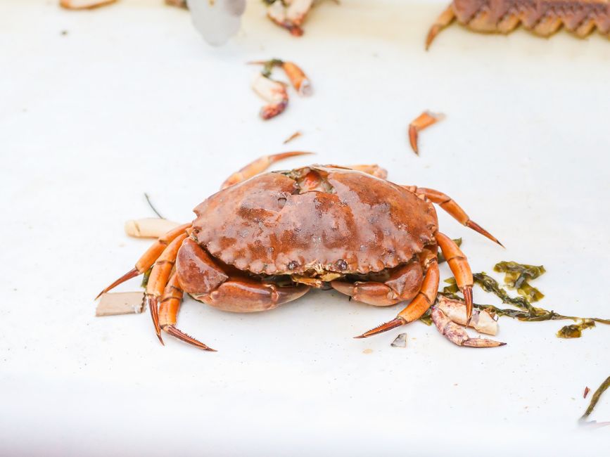 Shucking Oysters on a Weeknight